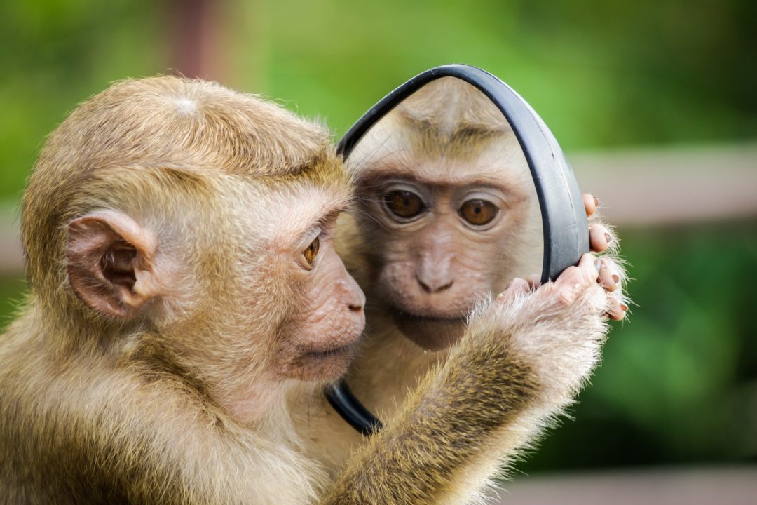Un monito mirándose a un espejo